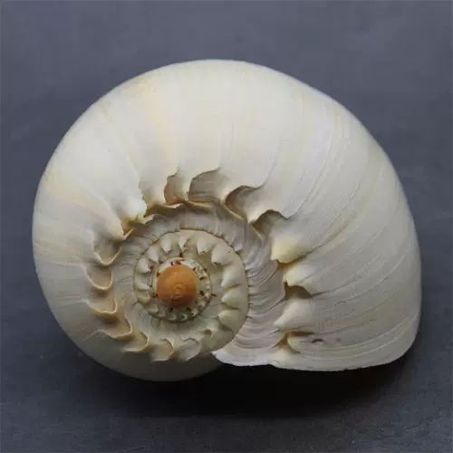 Дадзиан может слушать звук моря, раковина золотой улитки может звучать