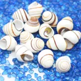 Натуральная раковина Shell Snail Pish Tank аквариум декоративная коллекция подарки Коллекция рулоны оболочки дома краб -оболочка оболочка