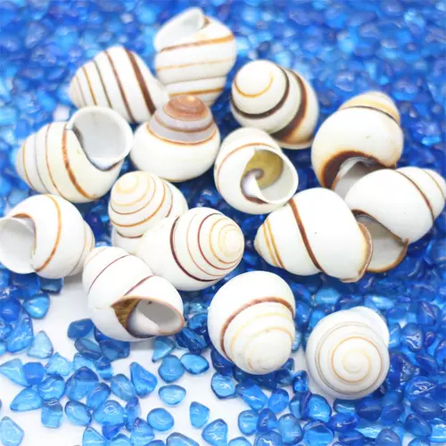 Натуральная раковина Shell Snail Pish Tank аквариум декоративная коллекция подарки Коллекция рулоны оболочки дома краб -оболочка оболочка