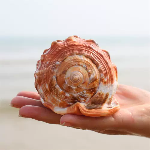 Четыре большие улитки из натуральных раковинов с большими раковинами, фанбао улитка коллекция украшения дар