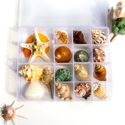 Натуральный аквариум, научно-популярный образец для раннего возраста, подарок на день рождения