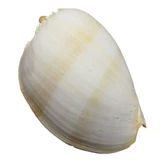 Дадзиан может слушать звук моря, раковина золотой улитки может звучать