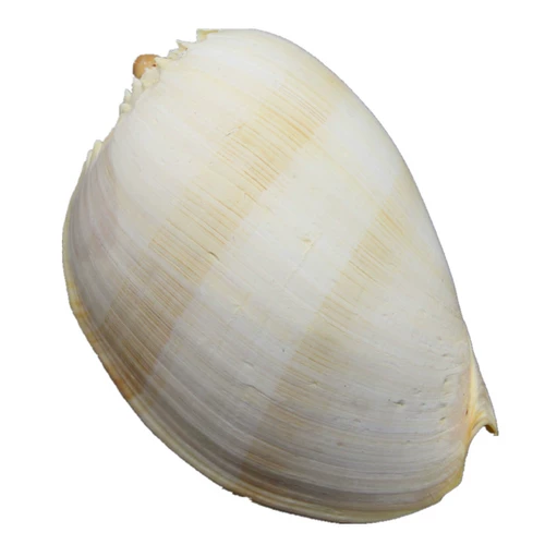 Дадзиан может слушать звук моря, раковина золотой улитки может звучать