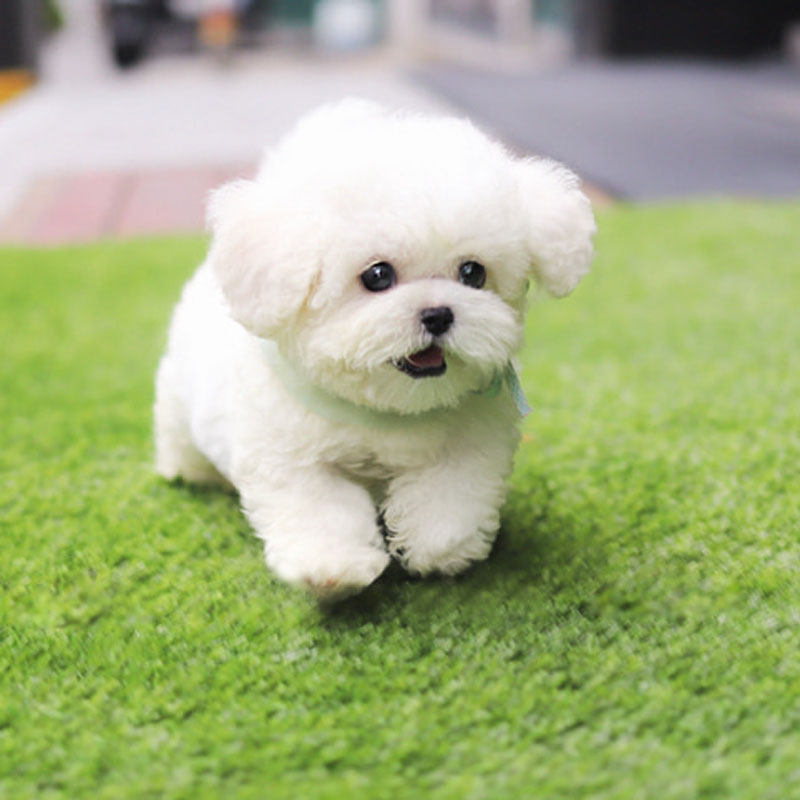 邓超祖坟冒青烟！娶孙俪生了男版自己好女人直接旺三代开元棋牌- 开元棋牌官网 - 开元棋牌APP下载