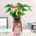 Hoa lớn châu Âu phong phú tre hoa lily sáng tạo đơn giản thủy canh màu xanh lá cây chuyển tre trang trí chai thủy tinh - Vase / Bồn hoa & Kệ chậu đất trồng lan Vase / Bồn hoa & Kệ