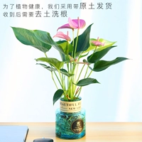 Розовая ладонь