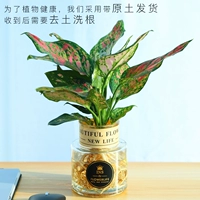 Руи Королева