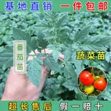 Рассаженцы овощей, саженцы арбуза, саженцы для саженцев чили огурцы, саженцы для саженцев с девственными фруктами, томатные саженцы, саженцы тыквы