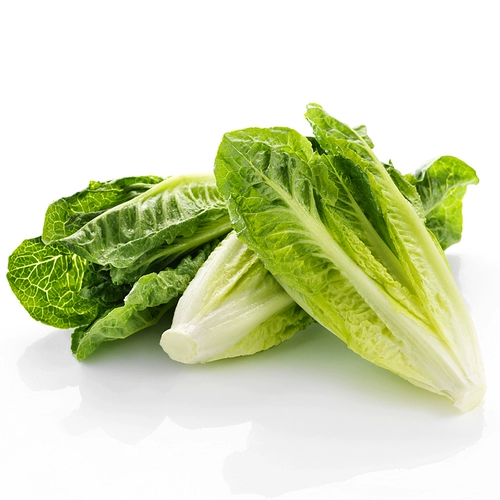 Растительные саженцы, саженцы саженцы, салаты салата, римские пурпурные сливки, гангшанский скорость фиолетового зеленого языка языком cai cai cai cai