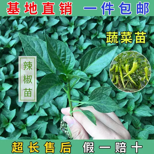 Рассаженцы овощей, саженцы арбуза, саженцы для саженцев чили огурцы, саженцы для саженцев с девственными фруктами, томатные саженцы, саженцы тыквы