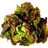 Гамбургские кремовые кофейные овощи и семена салата пурпурно -листья семян тепло -устойчивый