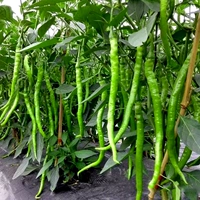 Шесть линейных винтовых саженцев