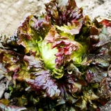 Гамбургские кремовые кофейные овощи и семена салата пурпурно -листья семян тепло -устойчивый