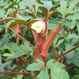 Shouguang Овощ Caliba Желтая бамия Семена желтая бальная балла -балластная балластная балластная балла