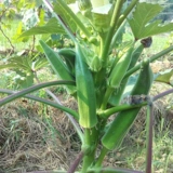 Shouguang Овощ Caliba Желтая бамия Семена желтая бальная балла -балластная балластная балластная балла