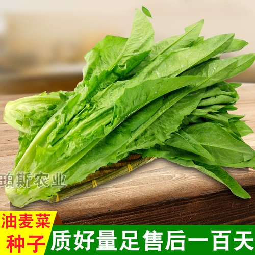 Семена Ourrus Four Seasons, транслируя Shoushuang Entable Seed Seed