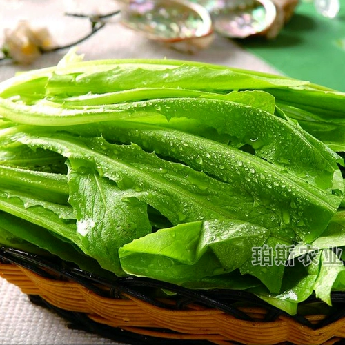 Семена Ourrus Four Seasons, транслируя Shoushuang Entable Seed Seed