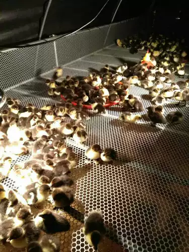 Пчела Стоуокоу Пчеловодство, питательное шелковое червя, рыба, рыба, питание, гусь, куриный забор сетевой сеть.