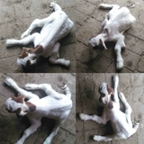 Зверя парализованного ягненка Безопасного порошка мягкая парализованная кость.