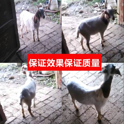 Зверя парализованного ягненка спасает ягненок мягкую парализованную патопатию белой мышцы ягненка.