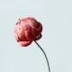 [红色潮菊1枝，50CM]