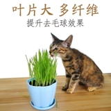 Пшеница для семян кошки, чтобы плевать на волос -шар -гольф -стрижки, желудочно -кишечная кошка поставляется с закусками кошек, кошачья мята легкая посадка