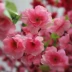 Mô phỏng hoa đào trang trí hoa giả hoa anh đào mận nhựa giả cây trong nhà phòng khách sàn cưới cắm hoa - Hoa nhân tạo / Cây / Trái cây Hoa nhân tạo / Cây / Trái cây