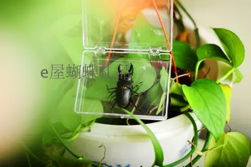 Новый образ образец образец для обучения для обучения бабочки с крыльями