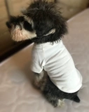 狗服装宠物秋冬纯棉T恤款式中型犬金毛苏牧黑色白色套头两脚卫衣