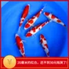 Товары от 夏天小凉爽