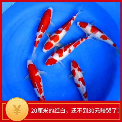 Японские чистокровные красные и белые живые саженцы кои кои, наблюдая