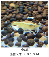 Золотая спина креветков 20 дает 5 пыли цели