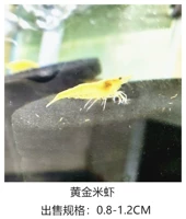 Креветки золотого риса 20 Получите 5 свободных потерь