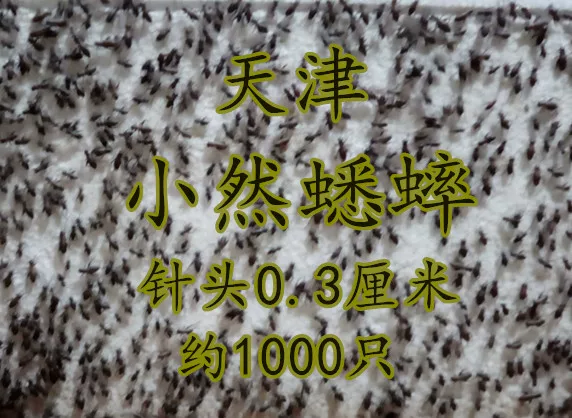 My own breeding 蛐蛐 自 自 蟋蟀 0.5-0`8 cm, send warmth