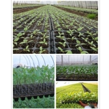 Саженцы и саженцы толстых садовников, саженцы для арбузы