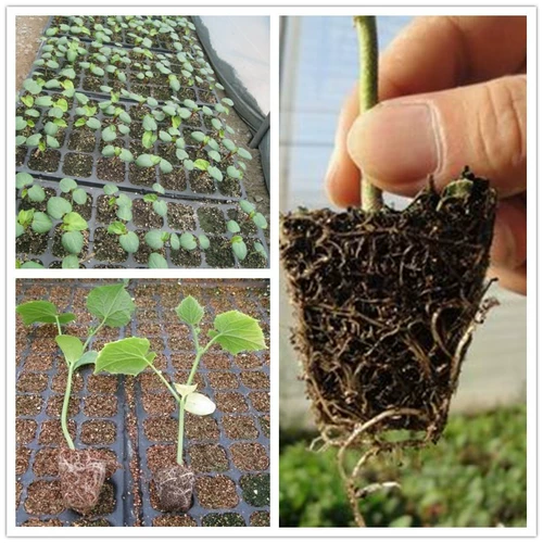 Саженцы и саженцы толстых садовников, саженцы для арбузы