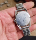 Швейцарский Луз Луз смотрит