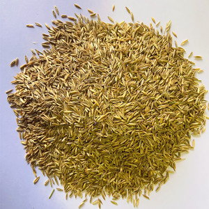 荠菜种子四季野菜种籽农家野菜籽种阳台荠荠菜园春夏秋蔬菜种孑