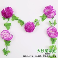 Daqiu Chrysanthemum Purple Color (1)