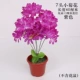 Маленькая хризантема ставит фиолетовый (2 ветви)