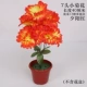 Xiao chrysanthemum baohong (2 ветви)