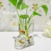 Bình thủy tinh vuông thủy canh hoa thủy tinh vuông bình thủy tinh bình thủy canh bình thủy canh - Vase / Bồn hoa & Kệ