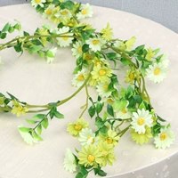 Зеленое солнце Chrysanthemum sihe 2 метра в длину