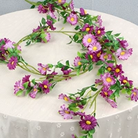 Purple Sun Chrysanthemum sihe 1 всего 2 метра в длину