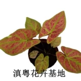 Thai Beauty Color Leaf Taro, Taro красочный таро -просмотр растений.