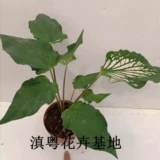 Thai Beauty Color Leaf Taro, Taro красочный таро -просмотр растений.