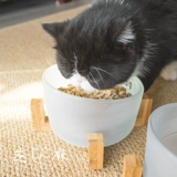 Кошачья чаша Стакан Стакан миска с водой миска рисовая миска рисовая миска, чтобы предотвратить утечку с плоским бассейном для кошачьего кошачьего кошачья миска миска миска миска миска миска миска миска миска