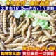 Ячменный червь 4-6 см1 кот+1 коттти пшеничных отрубей