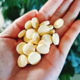 Saishangsong подключен в новый продукт Shangsong.