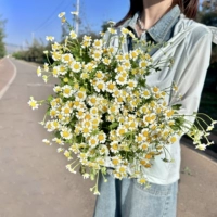 Упаковка, ромашка, 10 шт